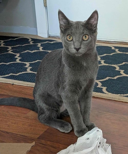 MENACE / MISS DEMEANOR - Domestic Short Hair available for adoption