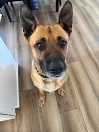 Max (FKA Vance) - Photo 1