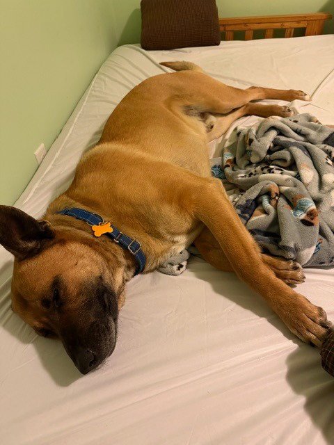 MAX (FKA VANCE) - German Shepherd Dog available for adoption