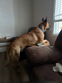 Max (FKA Vance) - Photo 3