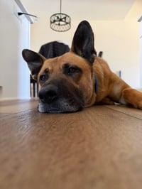 Max (FKA Vance) - Photo 4