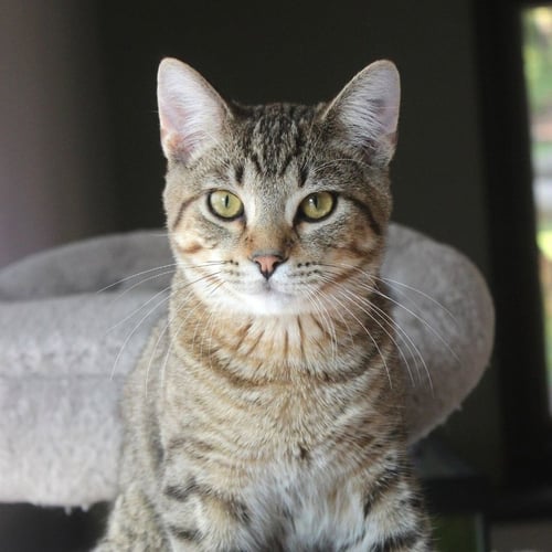 ROALD - Domestic Short Hair available for adoption