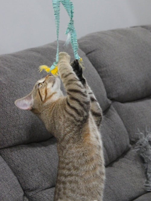ROALD - Domestic Short Hair available for adoption