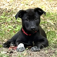 Bijou - Photo 3