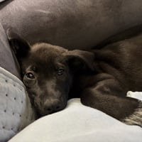 Bijou - Photo 2