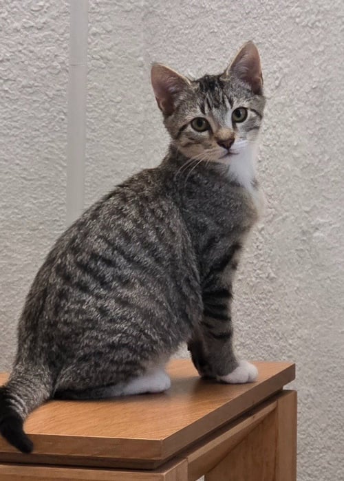 ARCHIE - Domestic Short Hair available for adoption