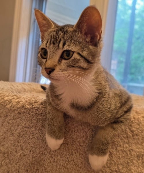 ARCHIE - Domestic Short Hair available for adoption