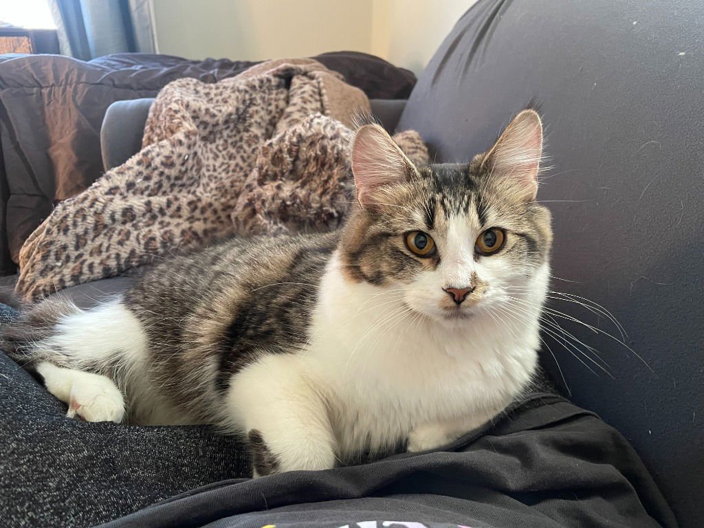 BETTY - PENDING ADOPTION - Domestic Short Hair available for adoption