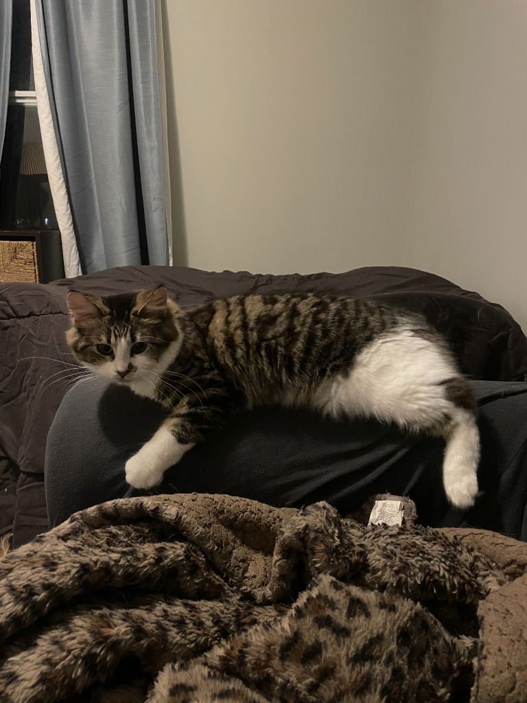 BETTY - PENDING ADOPTION - Domestic Short Hair available for adoption