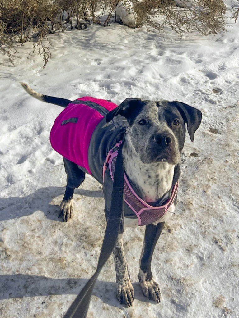 COSMA - Pit Bull Terrier / Pointer available for adoption