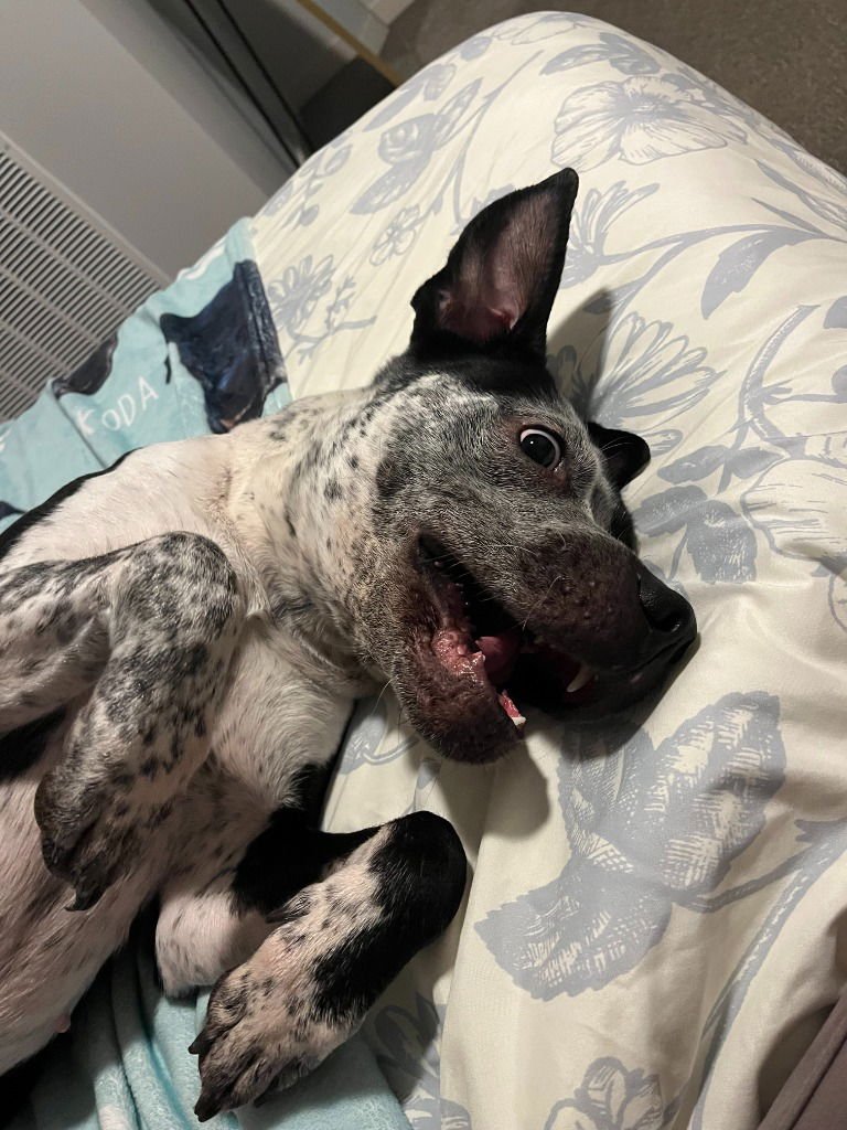 COSMA - Pit Bull Terrier / Pointer available for adoption