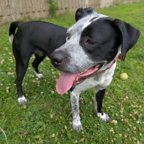 COSMA - Pit Bull Terrier / Pointer available for adoption