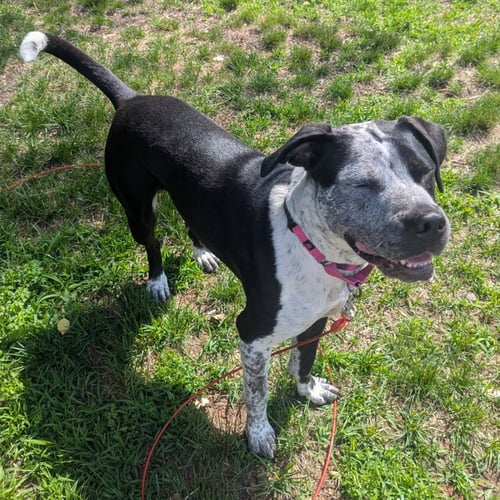 COSMA - Pit Bull Terrier / Pointer available for adoption