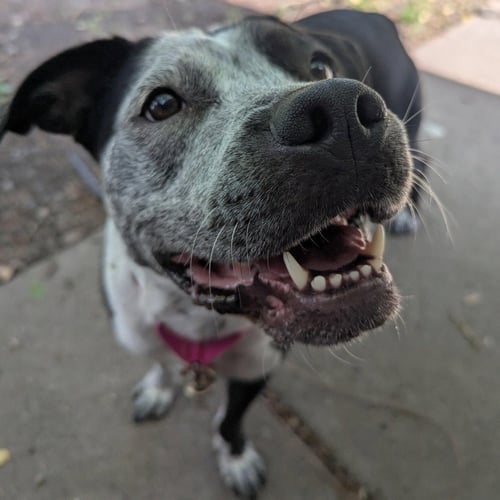 COSMA - Pit Bull Terrier / Pointer available for adoption