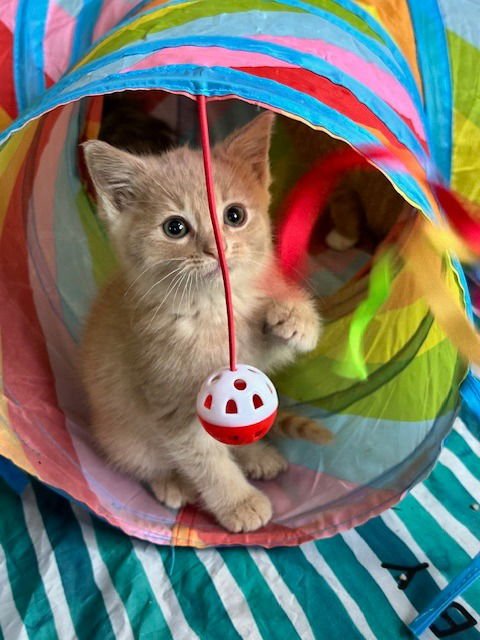 QUARTZ - NO LONGER ACCEPTING APPS