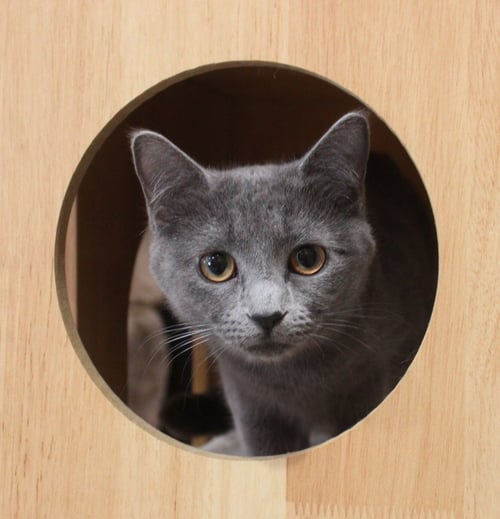 LOVE BUG - Domestic Short Hair available for adoption