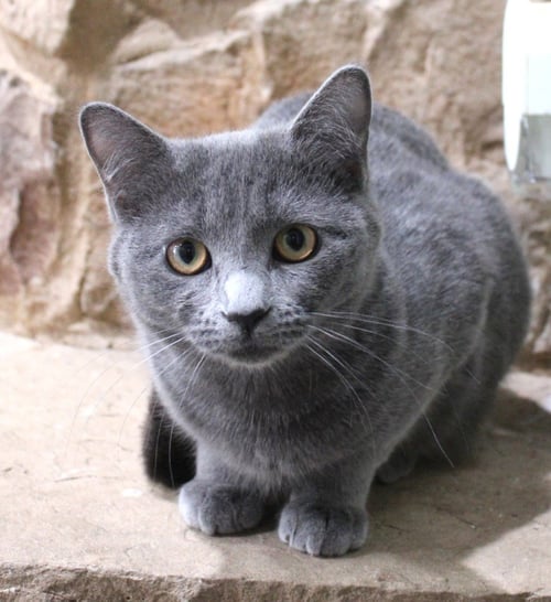 LOVE BUG - Domestic Short Hair available for adoption
