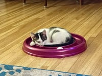 Bernie - Photo 2