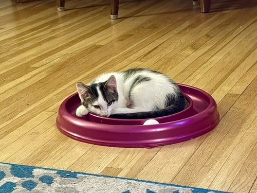 BERNIE - Domestic Short Hair available for adoption
