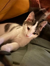Bernie - Photo 4