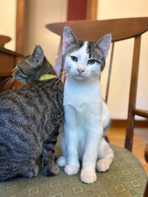BERNIE - Domestic Short Hair available for adoption