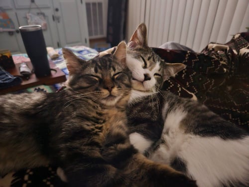 CHECKERS / CHESS - Domestic Short Hair available for adoption