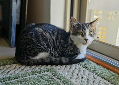 CHECKERS / CHESS - Domestic Short Hair available for adoption