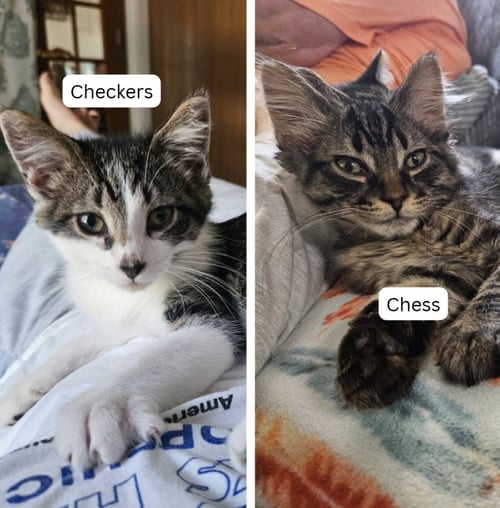 CHECKERS / CHESS - Domestic Short Hair available for adoption