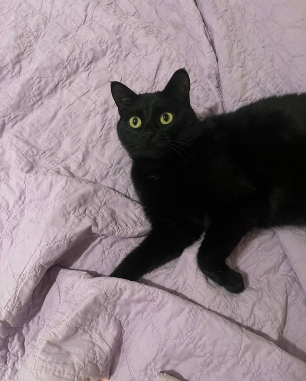 Tish - Pending Adoption Image
