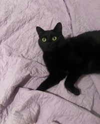 Tish - Pending Adoption - Photo 1