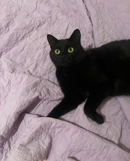 TISH - PENDING ADOPTION - Domestic Short Hair for adoption in St. Paul