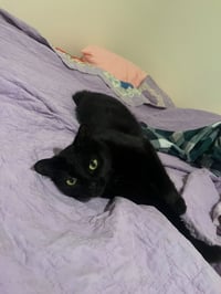 Tish - Pending Adoption - Photo 2