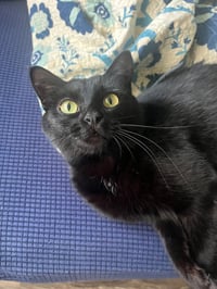 Tish - Pending Adoption - Photo 3