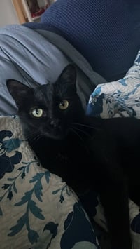 Tish - Pending Adoption - Photo 4