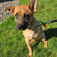 Frogger - Pending Adoption - Photo 3