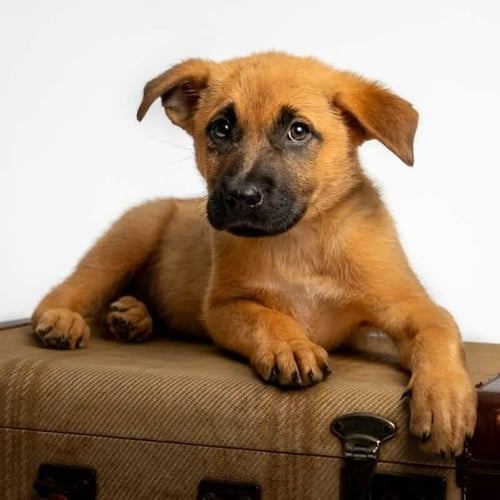 FROGGER - German Shepherd Dog / Terrier for adoption in St. Paul