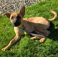 Frogger - Pending Adoption - Photo 4