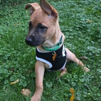 Frogger - Pending Adoption - Photo 2
