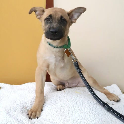 FROGGER - German Shepherd Dog / Terrier available for adoption