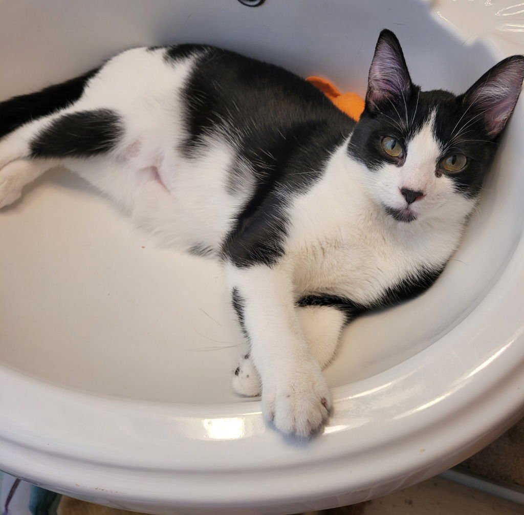 ZOE - Domestic Short Hair available for adoption