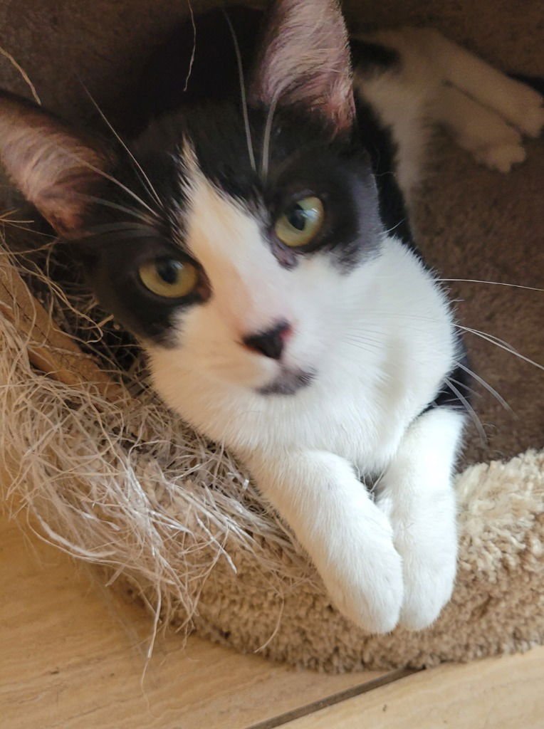 ZOE - Domestic Short Hair available for adoption