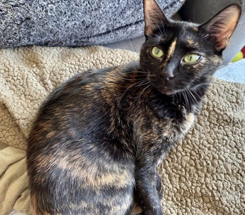TUNA / MINNOW - Domestic Short Hair available for adoption