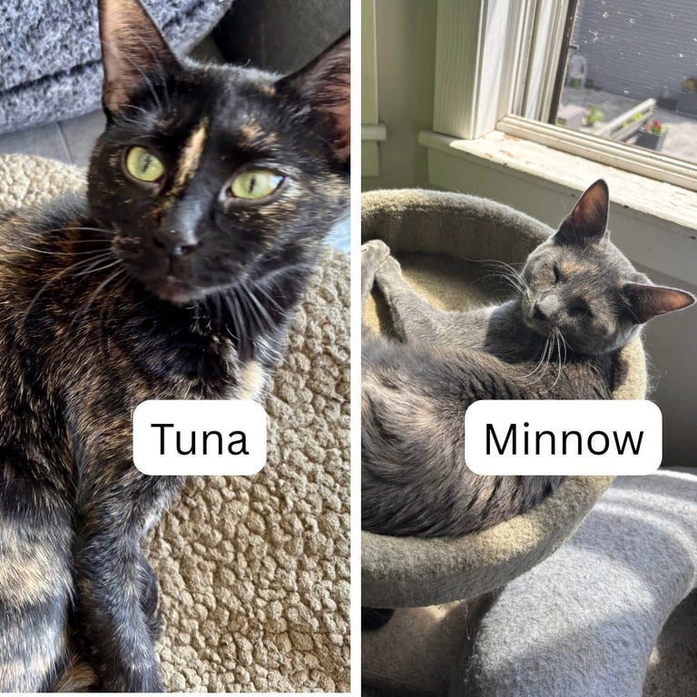 Tuna / Minnow Image