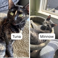 Tuna / Minnow - Photo 1