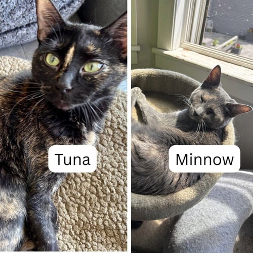 TUNA / MINNOW - Domestic Short Hair available for adoption