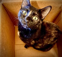 Tuna / Minnow - Photo 4