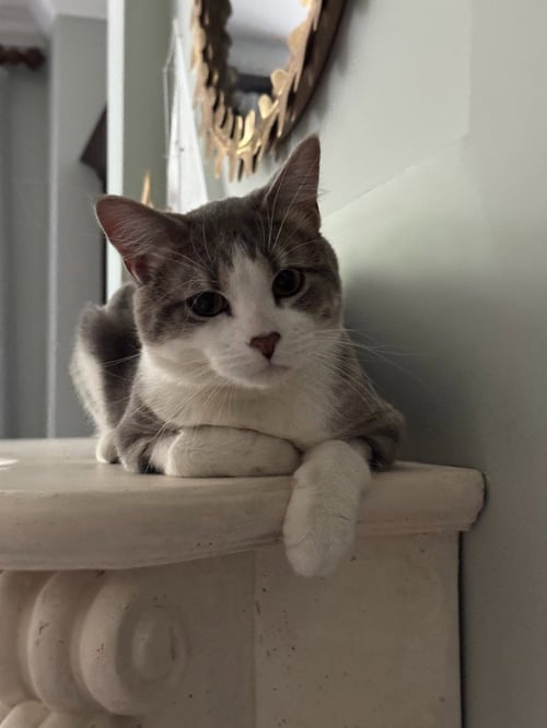 CHALO-NO LONGER ACCEPTING APPS - Domestic Short Hair available for adoption