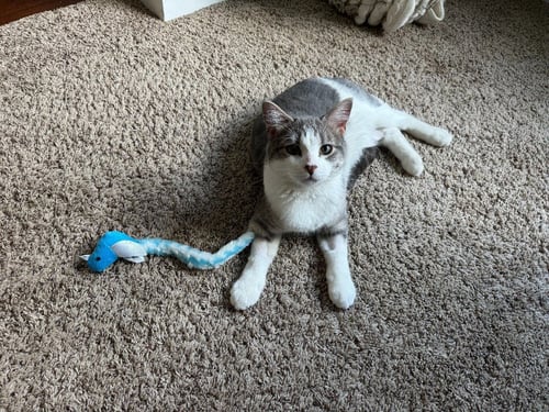 CHALO-NO LONGER ACCEPTING APPS - Domestic Short Hair available for adoption