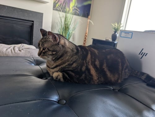 TIGER LILY - Domestic Short Hair available for adoption