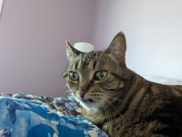 Tiger Lily - Photo 3